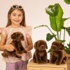 919582 Hermann Teddy Collection Labrador zittend sfeerfoto